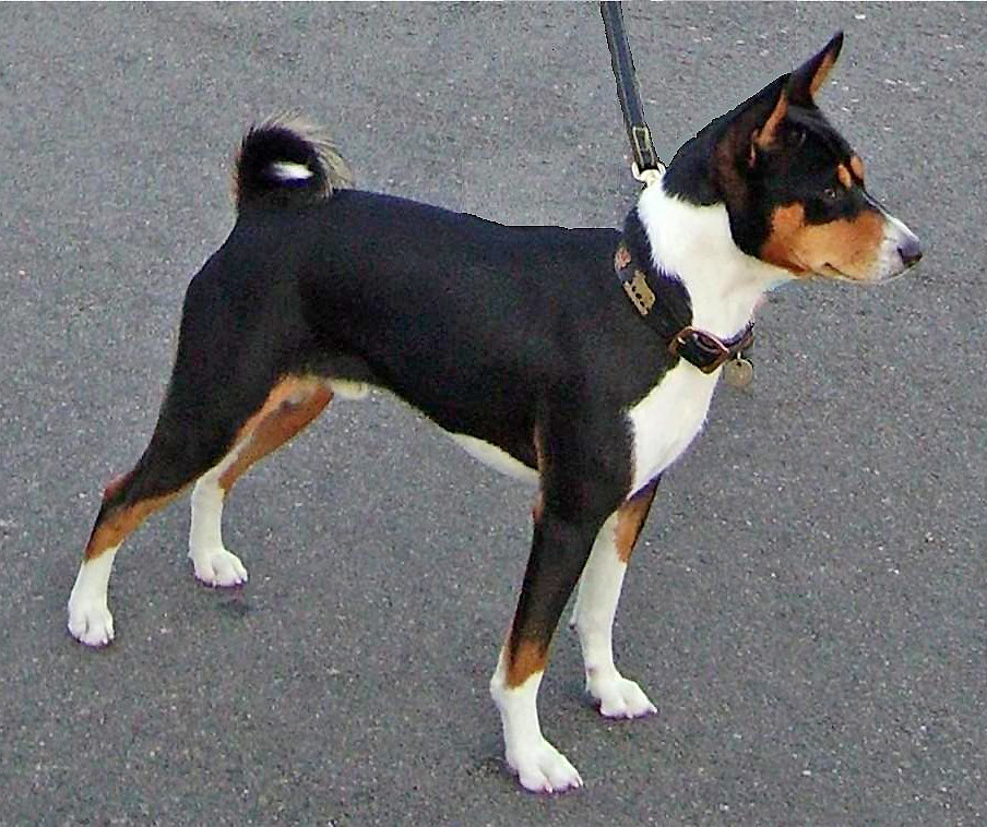 Basenjis: The