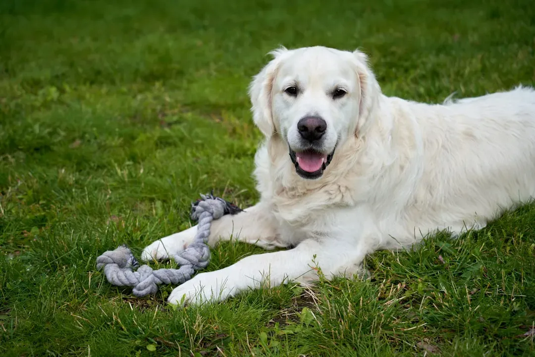 Now for the Other Side: 5 Breeds That Are Happily Spontaneous (Image Credits: Unsplash)