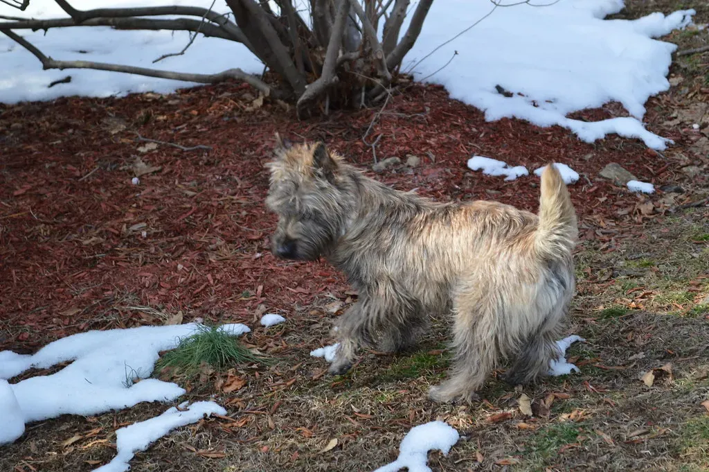 8. Cairn Terrier: Small, Stubborn, and Shockingly Alert (adeptmagic, Flickr, CC BY 2.0)