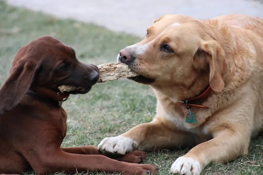 Labrador Retriever: The Perpetual Kid in a Big Dog Body (Image Credits: Unsplash)