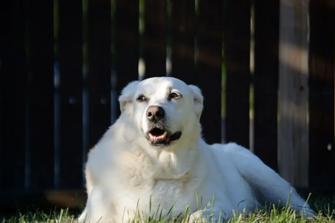 15. Great Pyrenees – The Night Shift Security Guard (Image Credits: Unsplash)
