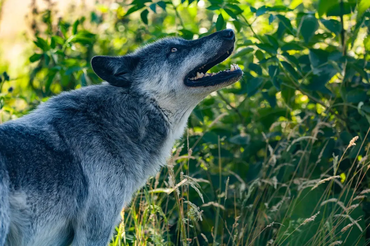 #6: Different Wolf Species Have Their Own Howling Dialects (Image Credits: Pixabay)