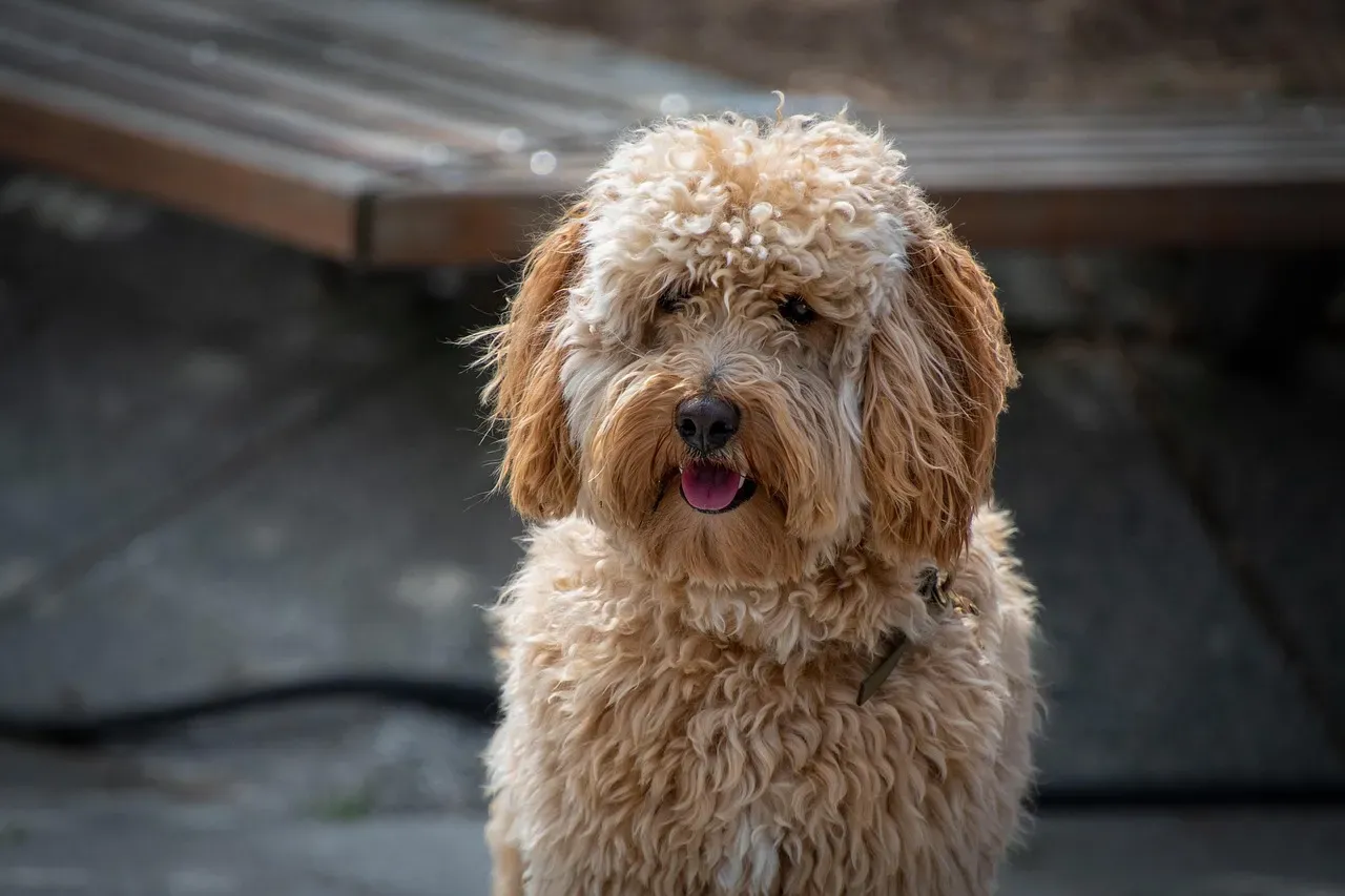 What Exactly Counts as a Designer Dog (Image Credits: Pixabay)