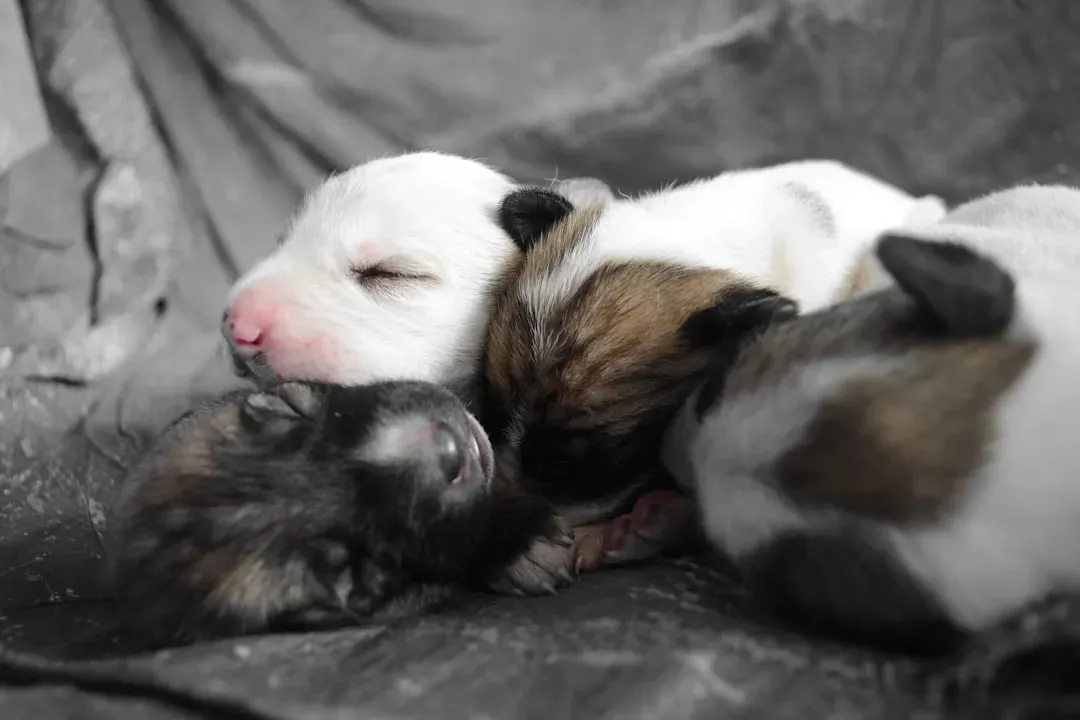 Understanding Why Newborn Puppies Are So Vulnerable to Cold (Image Credits: Unsplash)