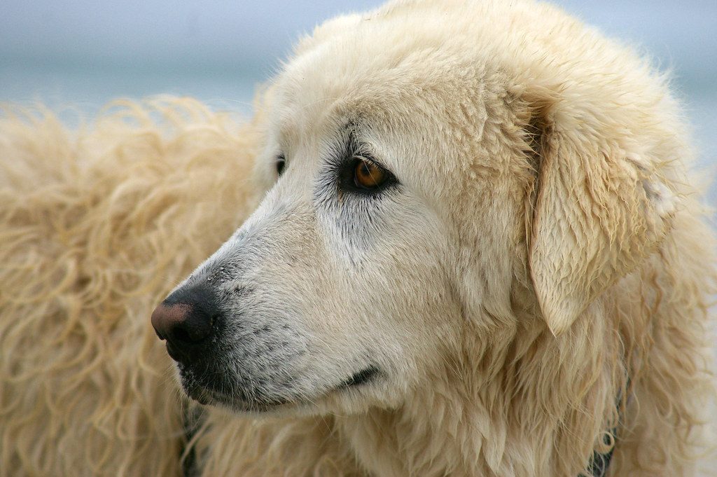 Caucasian Shepherd Dog (Image Credits: Flickr)