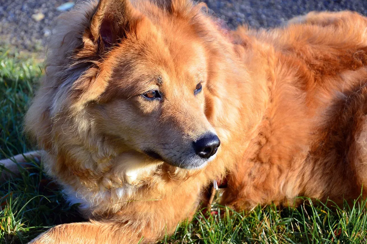 Dog Breeds for Earth Balance (Image Credits: Pixabay)