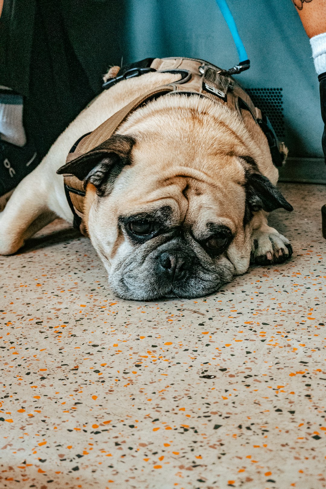 Reading the Invisible Signs: Understanding Your Dog's Emotional State (Image Credits: Unsplash)