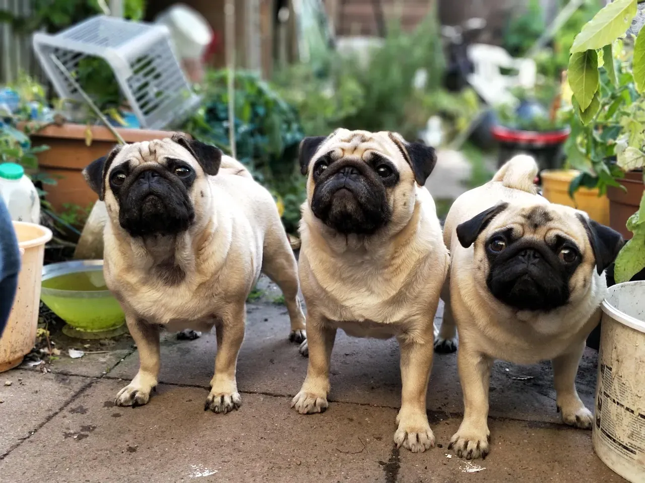 5. Pug: Lazy Weather Dodgers (Image Credits: Pixabay)