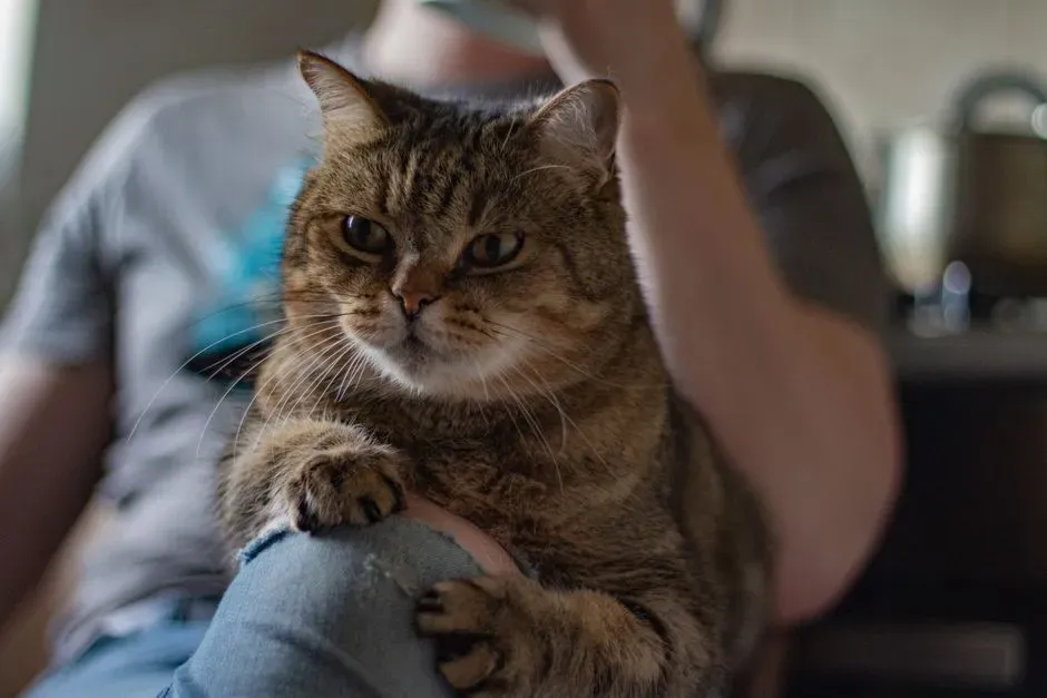5. How Much Attention You Give Them (And When) (Image Credits: Pexels)