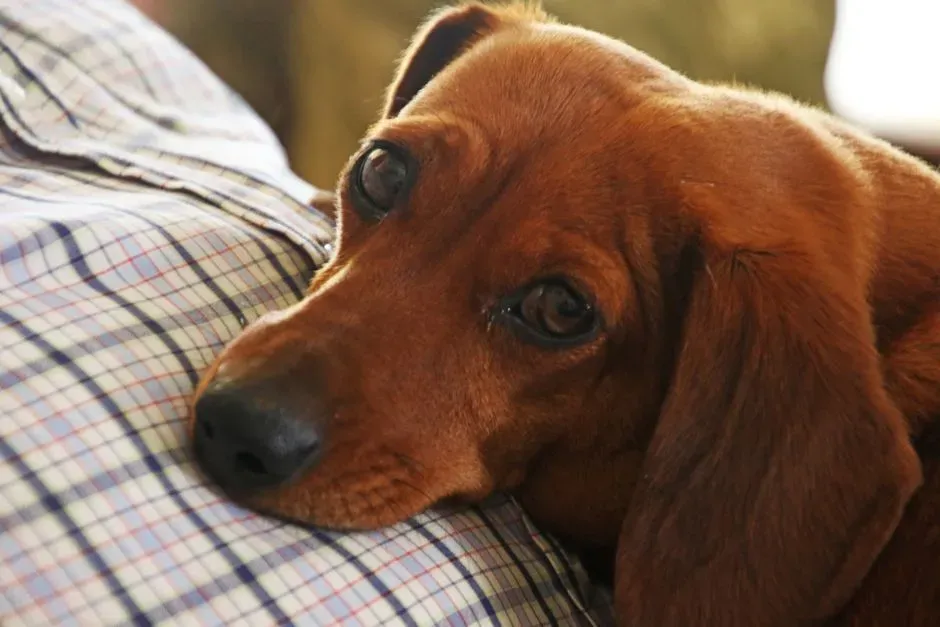 1. The Sleepy Stare-Down From Two Inches Away (Image Credits: Pexels)