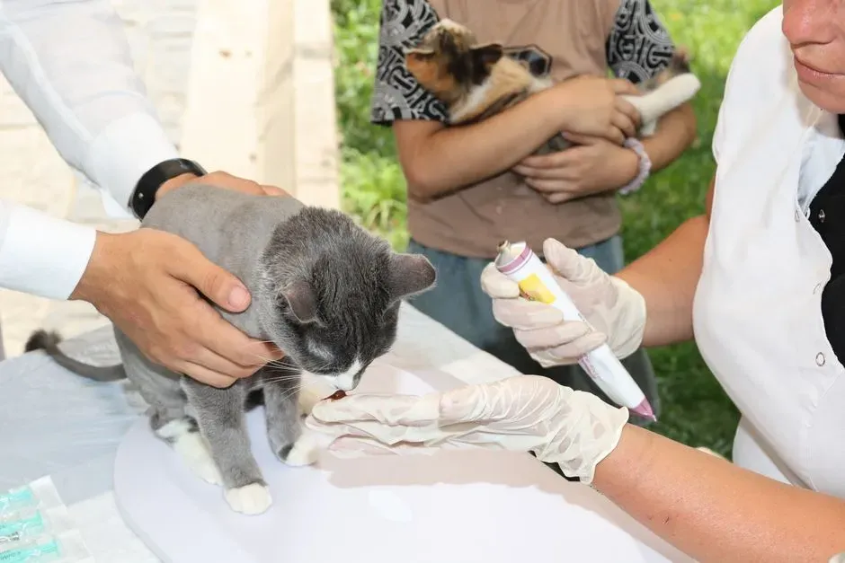9. Pet Insurance or Emergency Savings (Because Indoor Cats Still Get Sick) (Image Credits: Pexels)