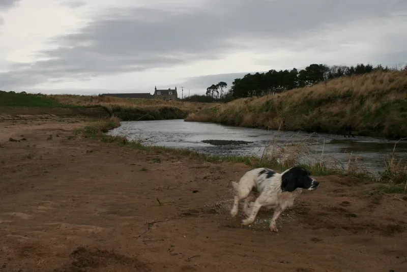 Safety First: Managing Zoomies Indoors and Outdoors (Geograph Britain and Ireland, CC BY-SA 2.0)