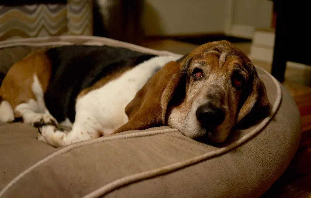 Basset Hound: The Easygoing Soul (Image Credits: Flickr)