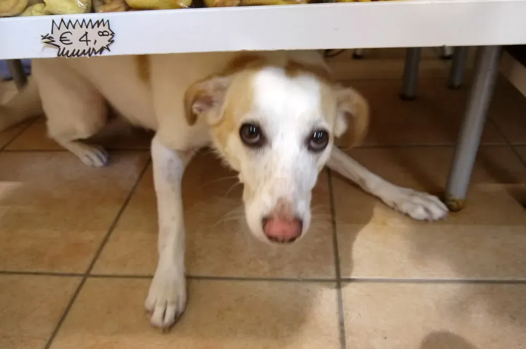 10. Using Punishment-Based Corrections (edenpictures, Flickr, CC BY 2.0)