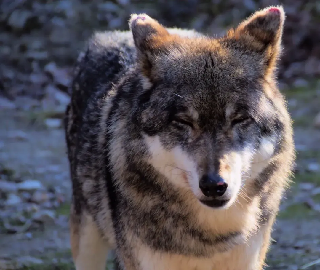 Fact 3: The First Wolves Released Came From Oregon (Image Credits: Unsplash)