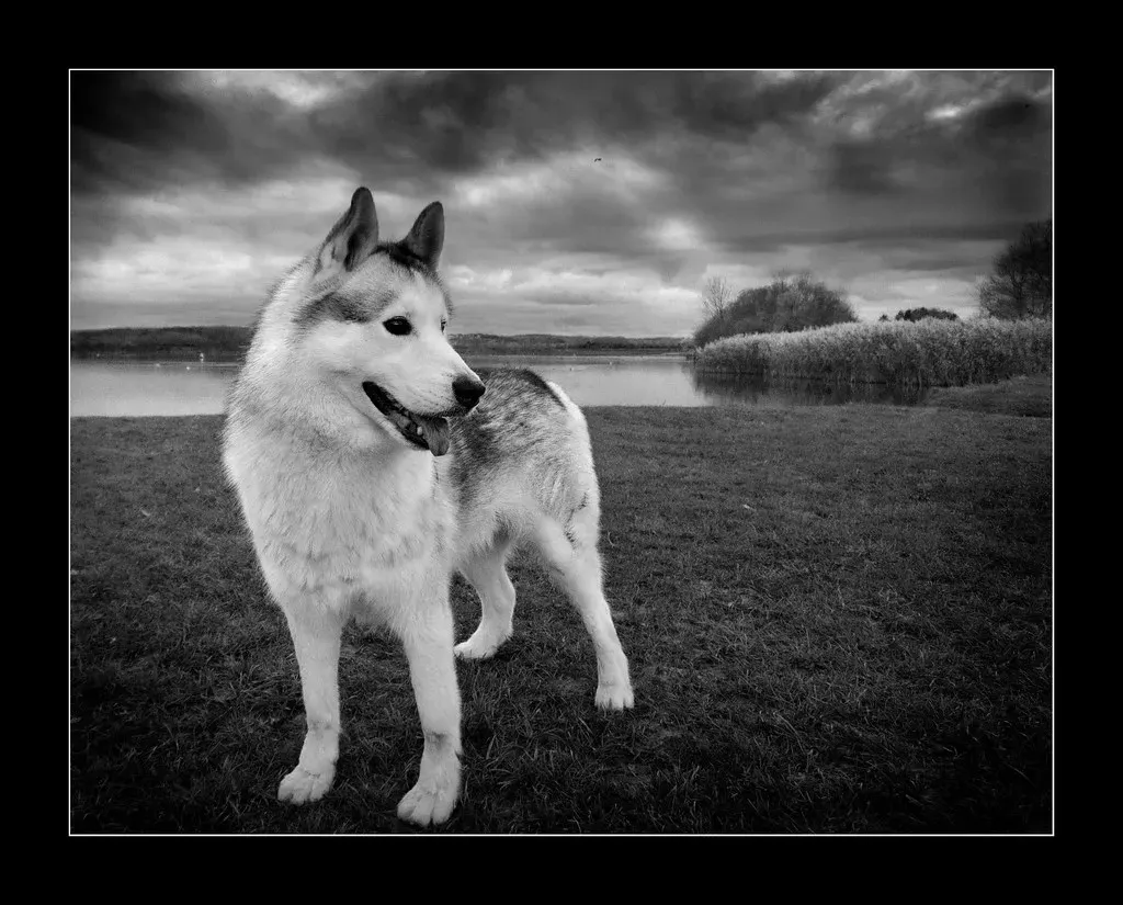 Understanding the Husky's Natural Design (SFB579 Namaste, Flickr, CC BY 2.0)