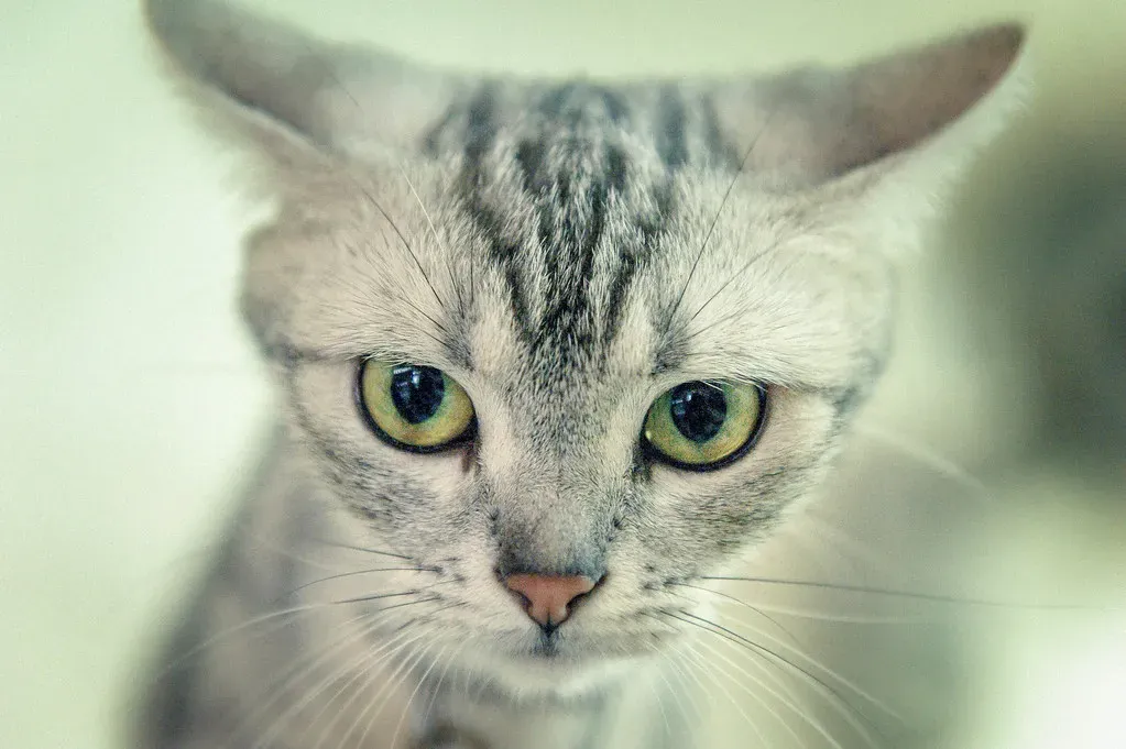 American Shorthair: The Easygoing Classic House Cat (Pai Shih, Flickr, CC BY 2.0)