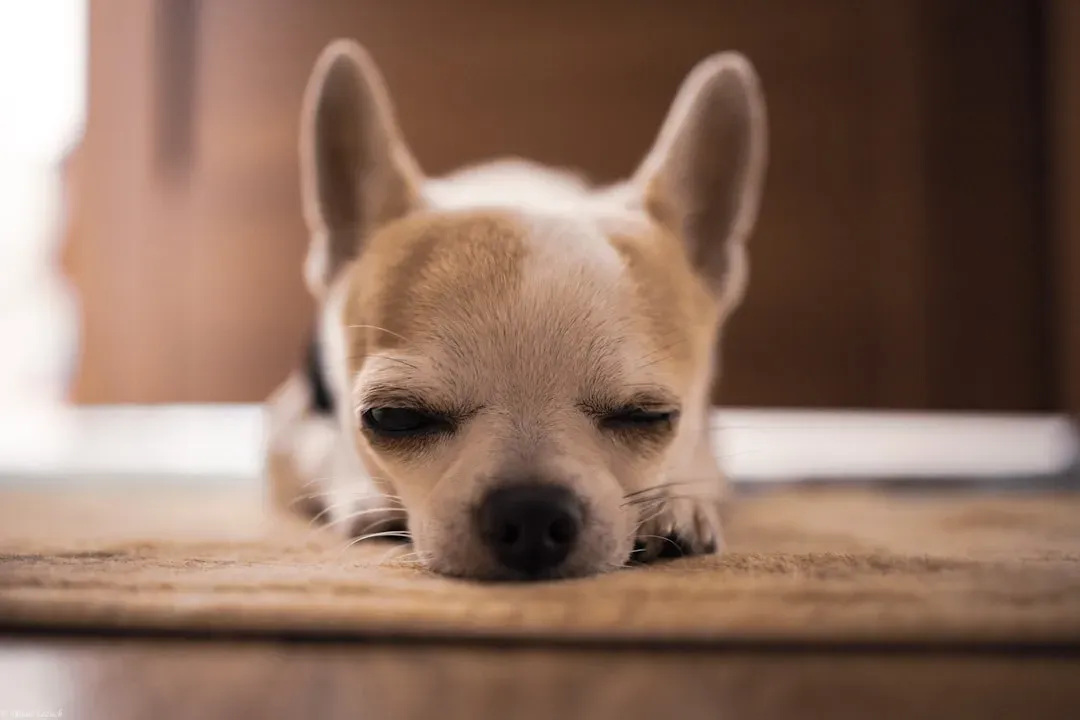 #13 Chihuahua: The Fiercest Little Heart (Image Credits: Unsplash)