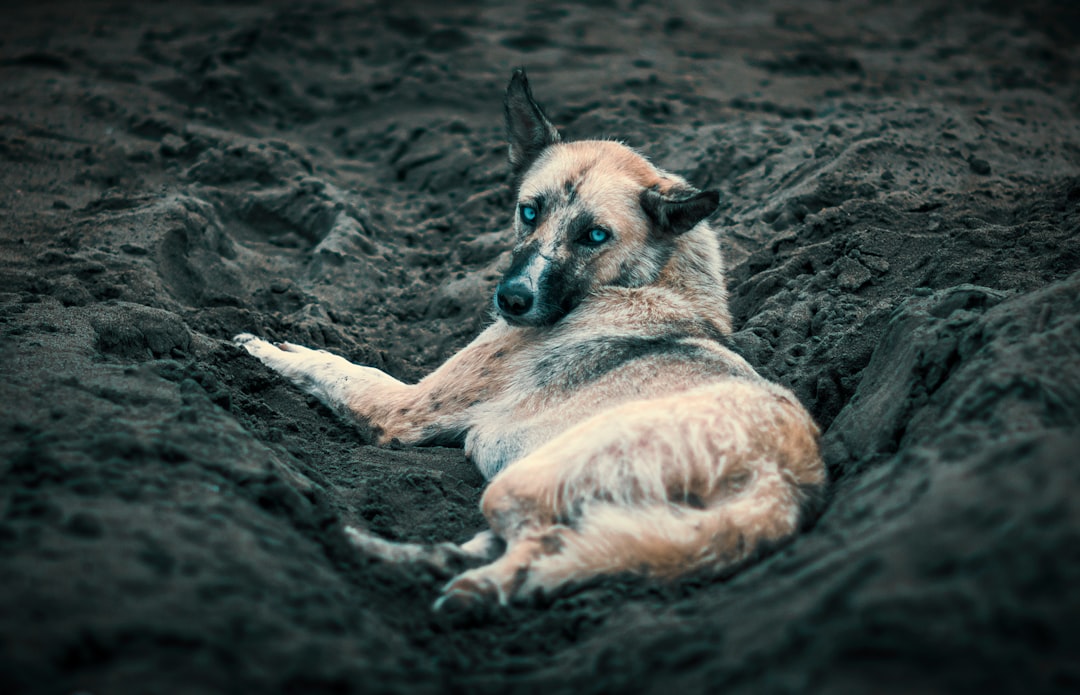 Rolling in Smelly Things (Image Credits: Unsplash)