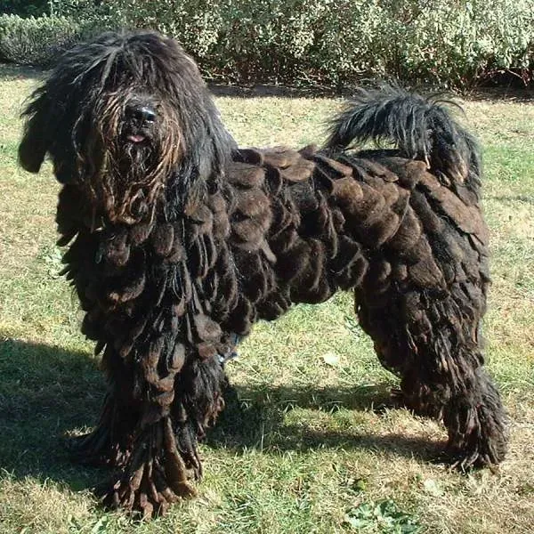 Bergamasco Sheepdogs (Image Credits: Wikimedia)