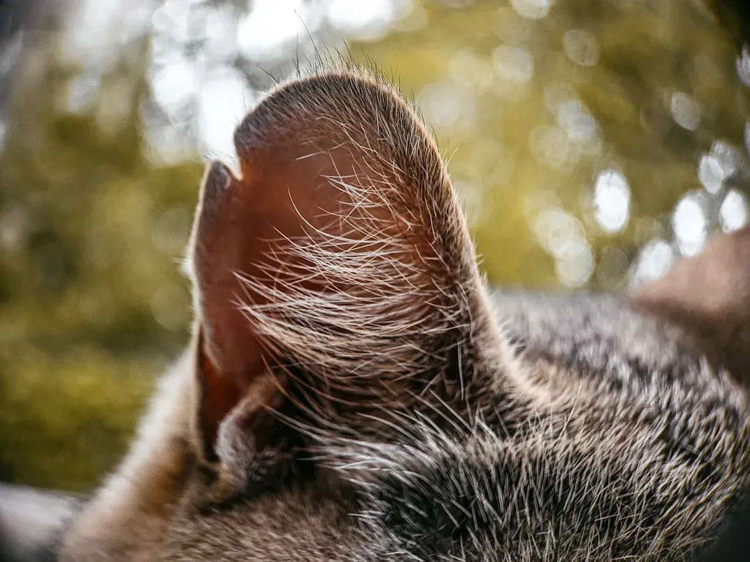 #1 Spring Tree Pollen Allergies Triggering Ear Inflammation (Image Credits: Unsplash)