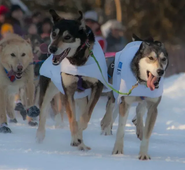 The Crowd-Loving Dog (Image Credits: Wikimedia)