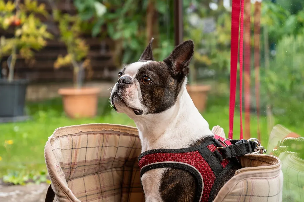 Grooming, Shedding, and General Maintenance (Image Credits: Pixabay)