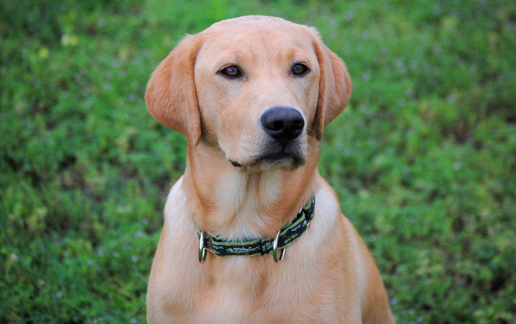 #3. Labrador Retriever - The Versatile Family Champion (Image Credits: Flickr)