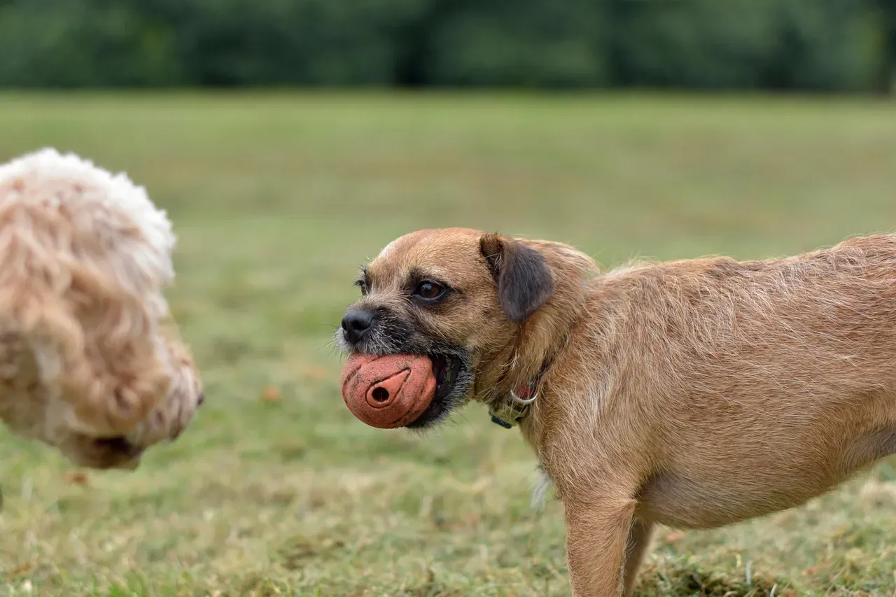 6. Guarding Behavior (Image Credits: Pixabay)