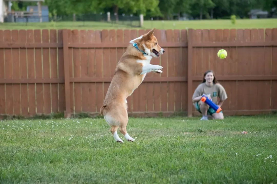 When You Pretend to Throw the Ball (Image Credits: Unsplash)