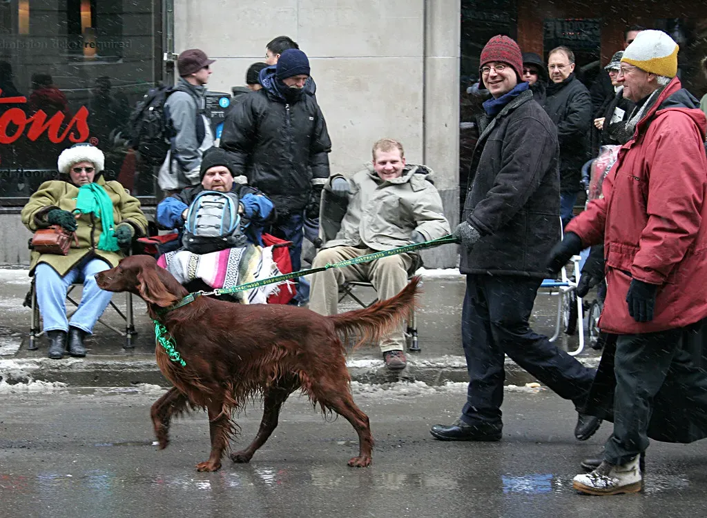 11. Irish Setter: The Energetic Family Adventurer (Image Credits: Flickr)