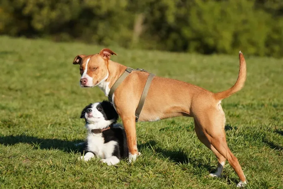 #4 - Your Dog's Overall Body Shape and Muscle Balance (Image Credits: Pexels)