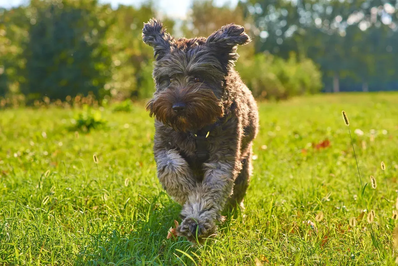 Portland, Oregon: Off-Leash Parks and a Culture That Gets It (Image Credits: Pixabay)