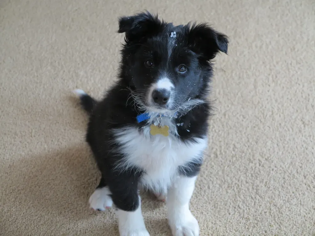 #6 Puppies Show Social Skills Before They’ve Really Learned Anything (jbshellan, Flickr, CC BY 2.0)