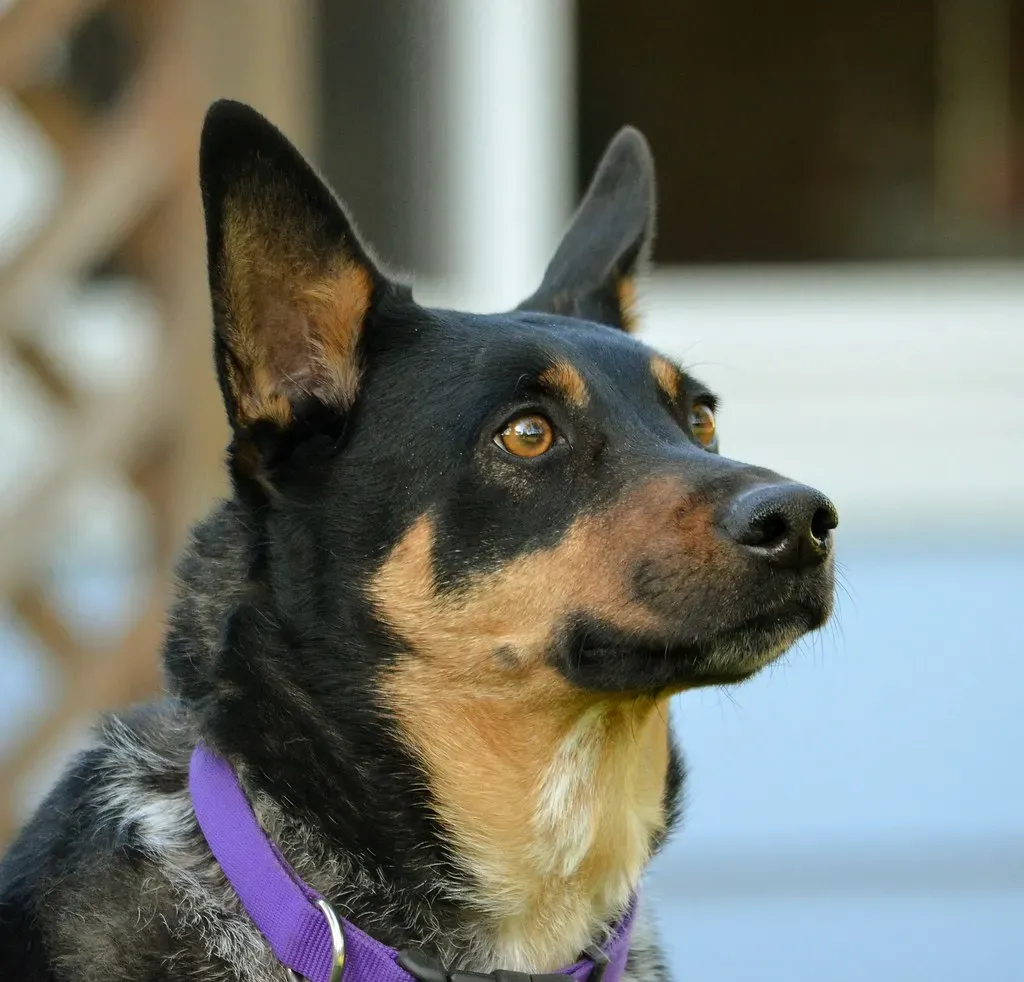 5. Australian Kelpie (sonstroem, Flickr, CC BY 2.0)
