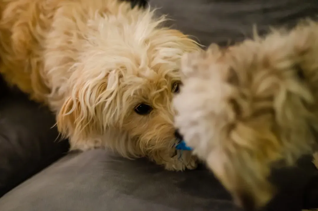 2. No Playtime with Other Puppies (Image Credits: Unsplash)