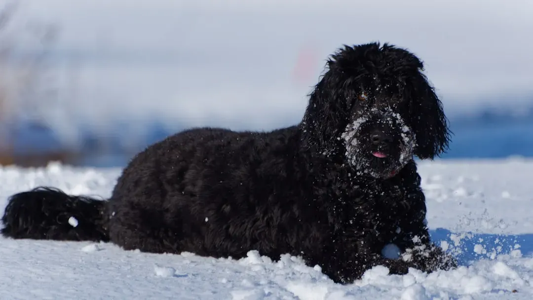 9. Portuguese Water Dog – The Ocean Worker Who Treats Every Shoreline Like a Workplace (Image Credits: Unsplash)