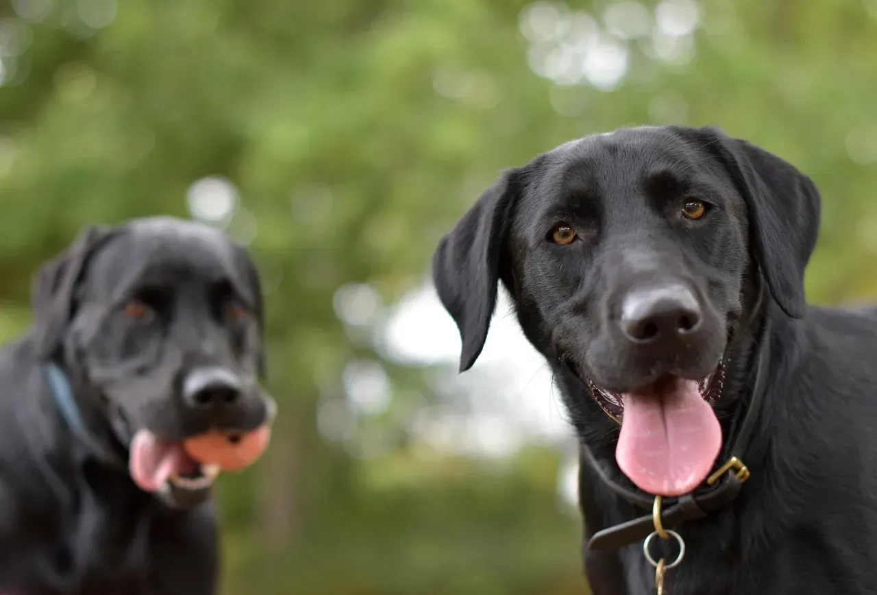2. Labrador Retriever: The Enthusiastic Companion (Image Credits: Pixabay)