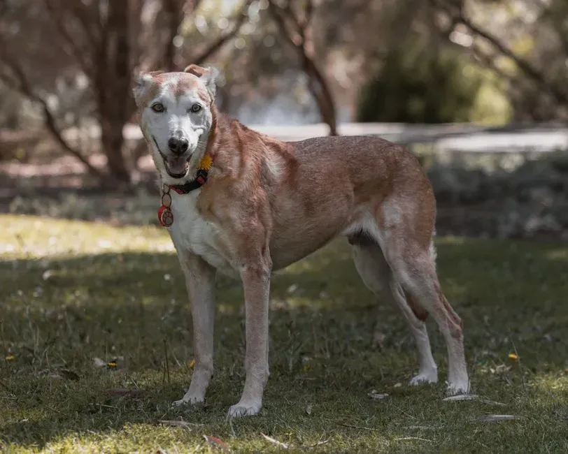 Strategies to Alleviate Anxiety in Rehomed Dogs (Image Credits: Pexels)