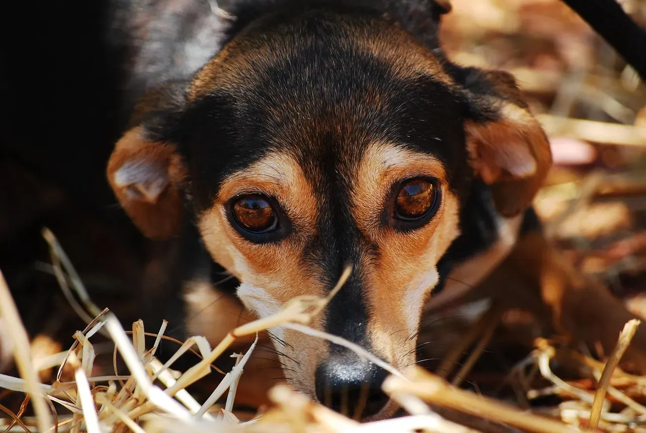 #5 - Boredom Or Real Distress? The Line Most Owners Get Wrong (Image Credits: Pixabay)