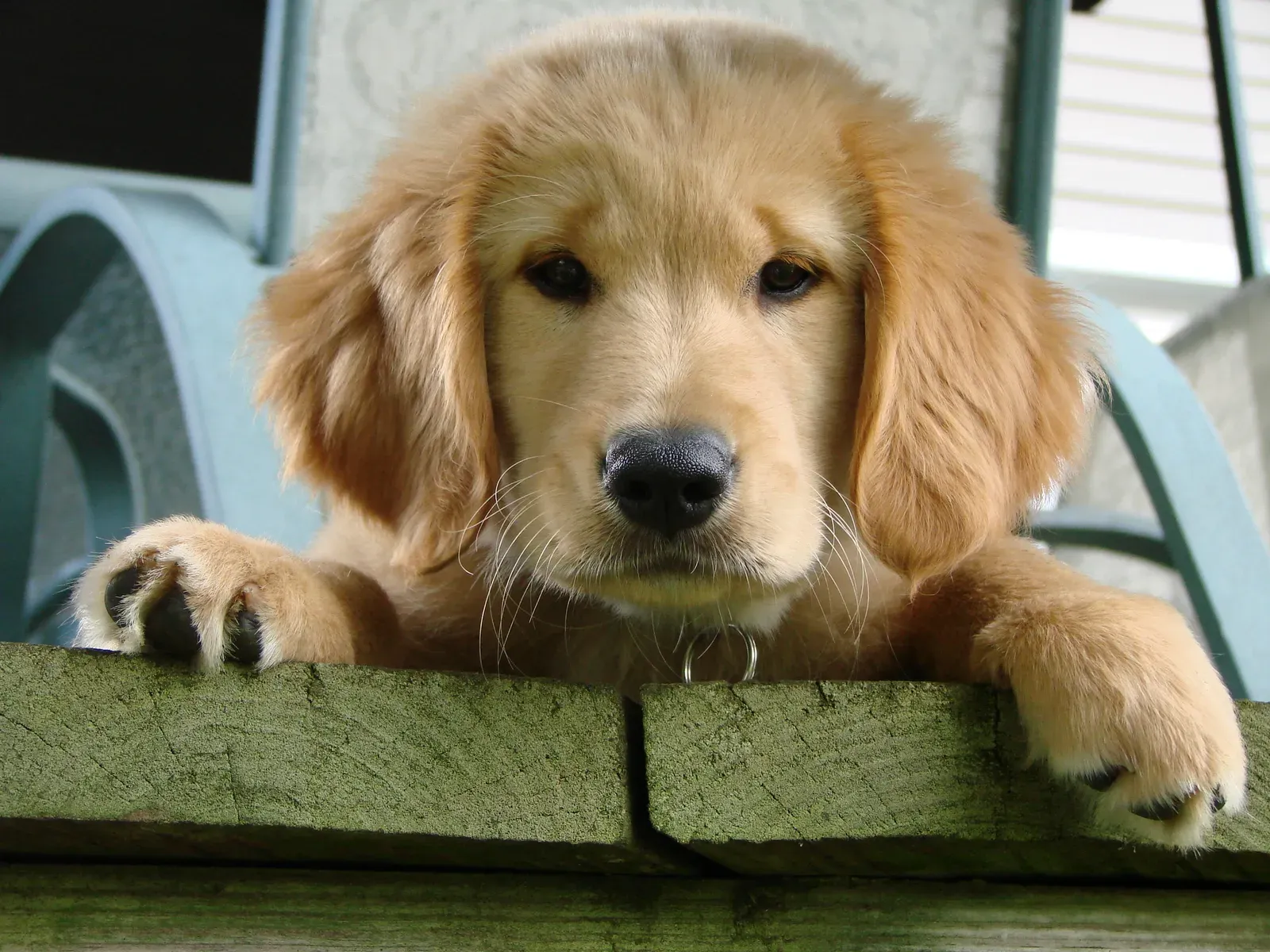 Conclusion: When Star Signs and Canine Souls Align (By MichaelMcPhee, CC BY 3.0)