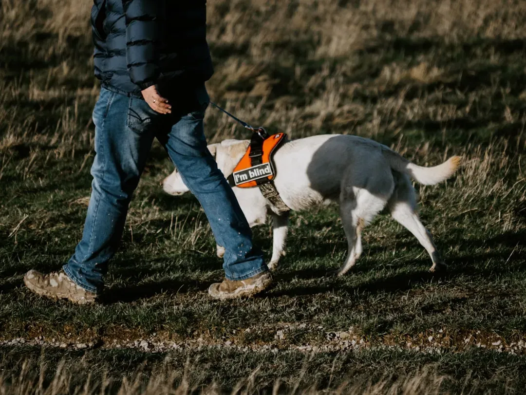 Whether You Advocate for Them Around Other Humans and Dogs (Image Credits: Unsplash)