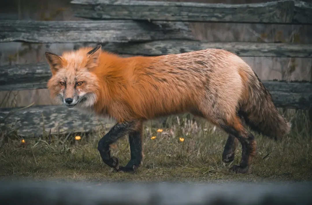 Disease Transmission From Intruders to Natives (Image Credits: Unsplash)