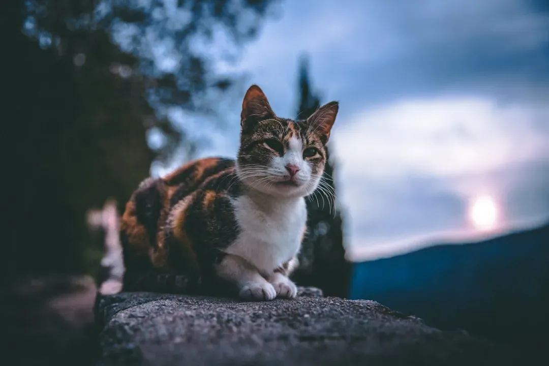 1. Your Cat’s Natural Body Clock Peaks at Dawn and Dusk (Image Credits: Unsplash)