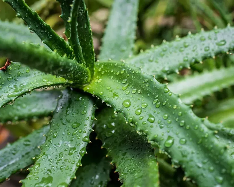 6. Aloe Vera for Minor Skin Irritations and Hot Spots (Image Credits: Pexels)