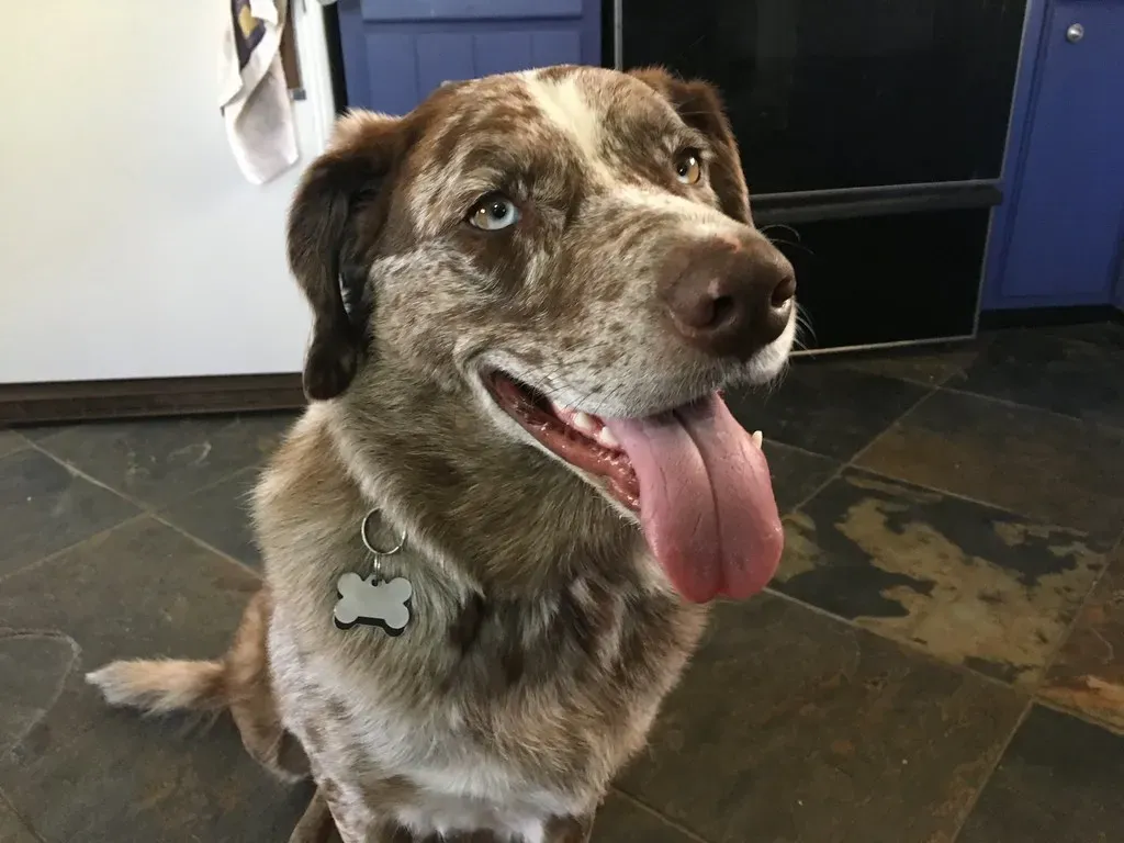 Blueberries: Tiny Antioxidant Bombs (Image Credits: Flickr)