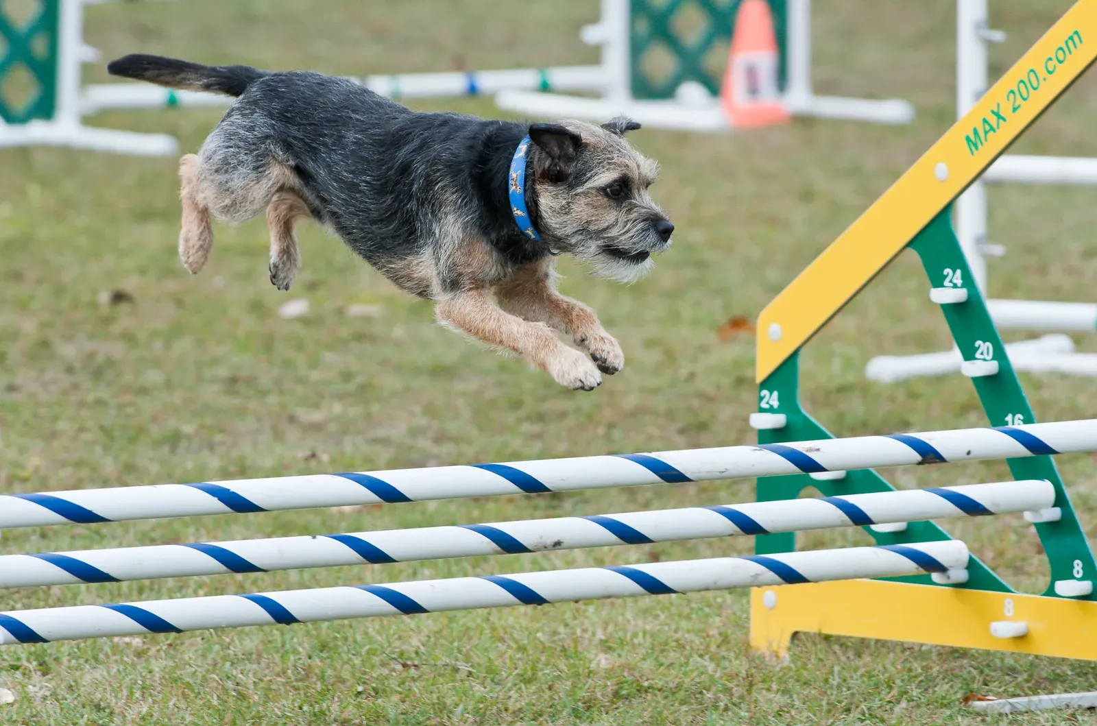 Border Terrier: Small But Deeply Devoted (Image Credits: Wikimedia)