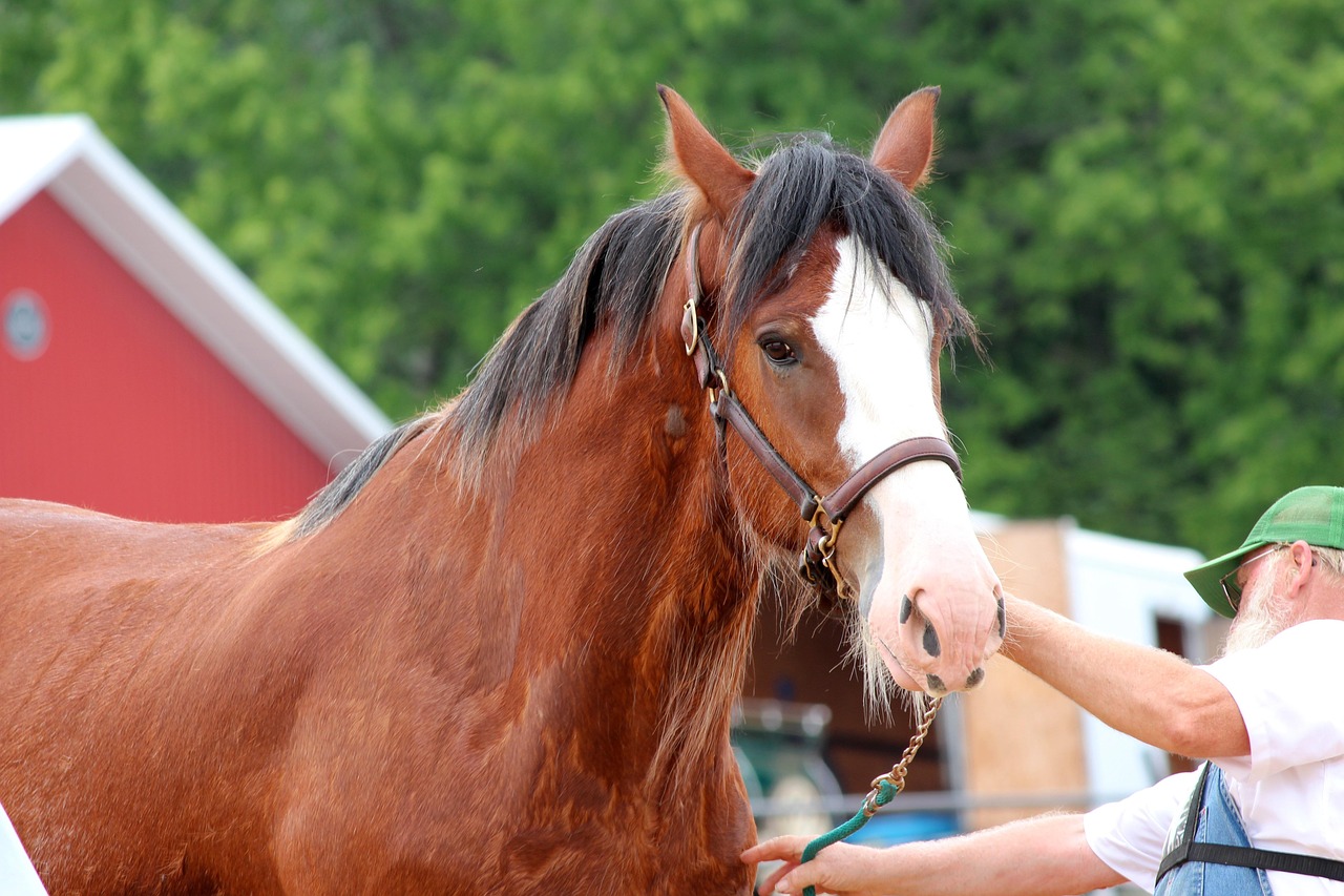 Clydesdale: The Gentle Giant (Image Credits: Pixabay)