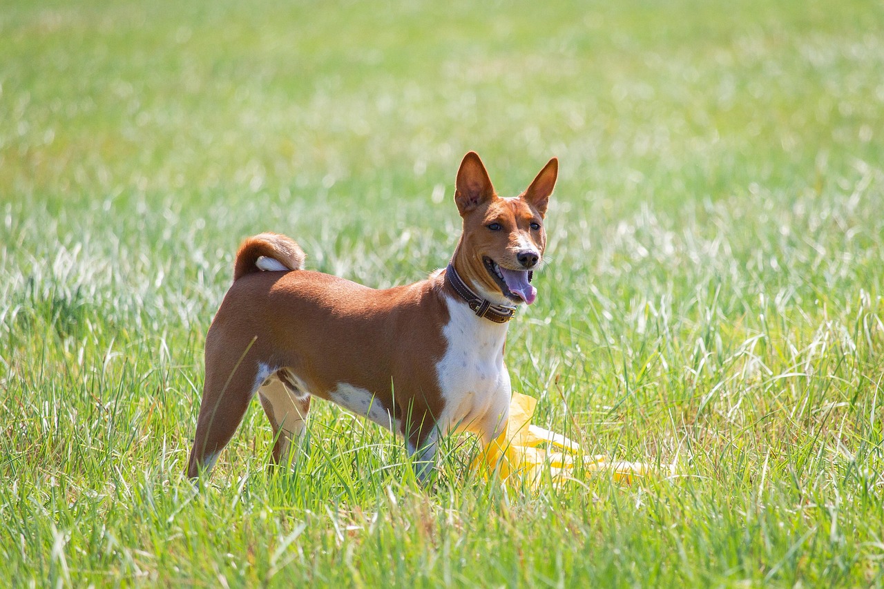 Basenji: The Silent Treatment Expert (Image Credits: Pixabay)