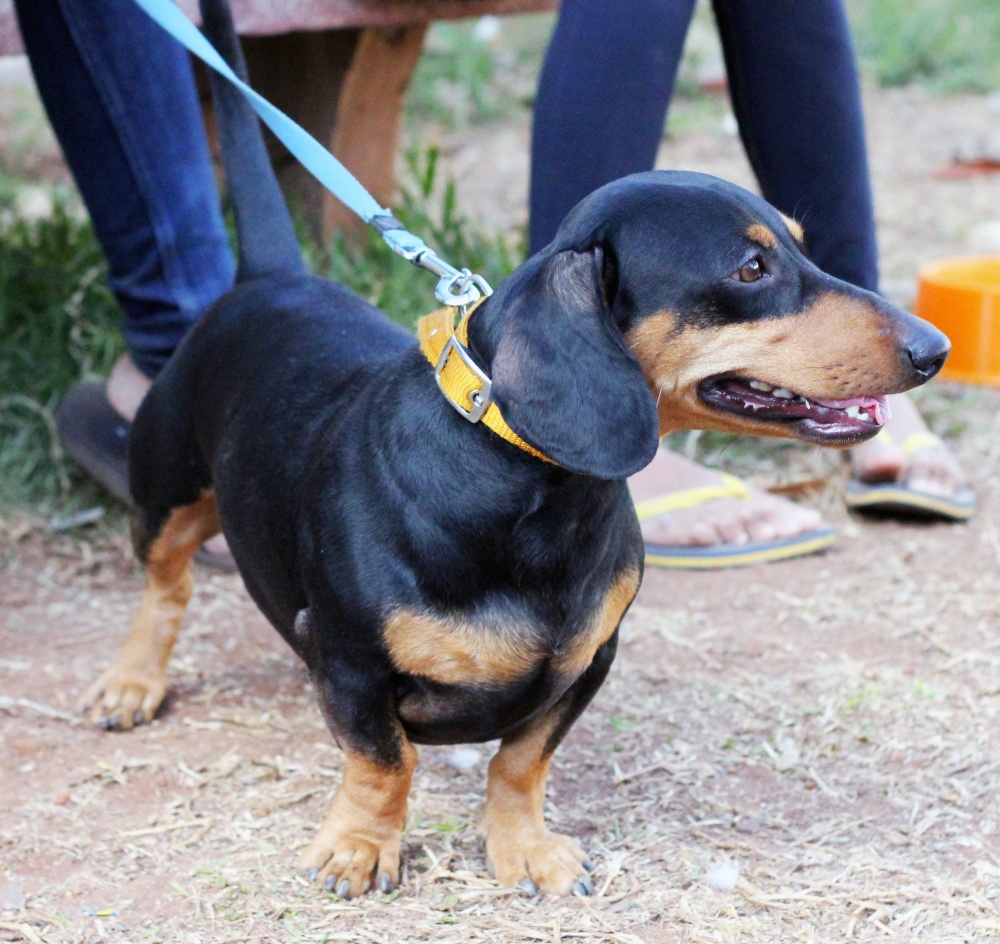 Dachshund: The Determined Sausage (Image Credits: Wikimedia)